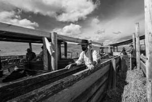 Mcintyre Ranch – Mcintyre Ranch, over 130 years of grazing ...